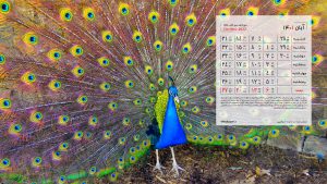 پس زمینه تقویم آبان 1401 با تم حیوانات عکس پرنده رنگارنگ