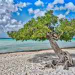 عکس باکیفیت ساحل و دریا و درخت