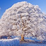 عکس 4k درخت پوشیده از برف