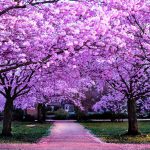والپیپر شکوفه های صورتی درختان گیلاس
