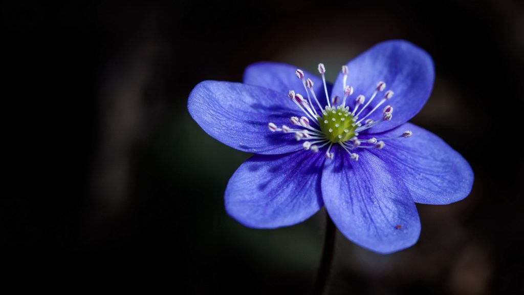 عکس باکیفیت 4k گل آبی برای بک گراند لپ تاپ