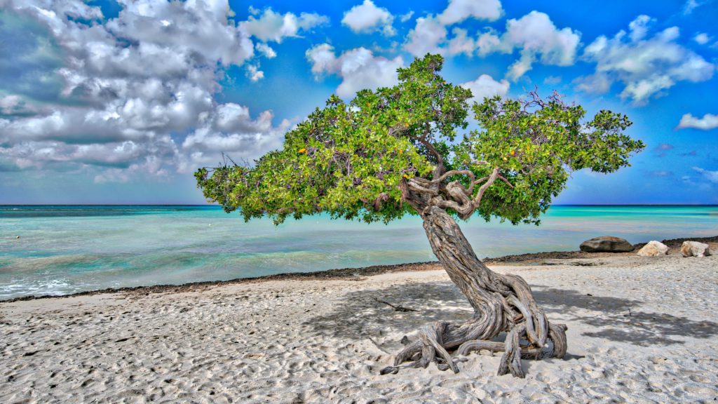 عکس باکیفیت ساحل و دریا و درخت