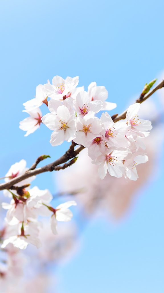 والپیپر سفید شکوفه ها برای موبایل