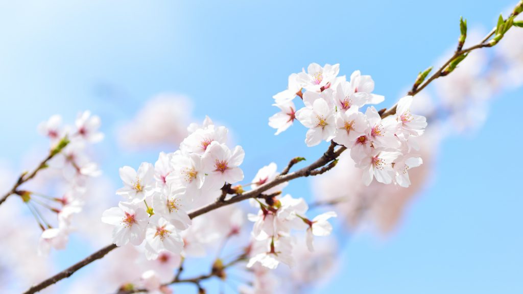والپیپر سفید شکوفه های درخت