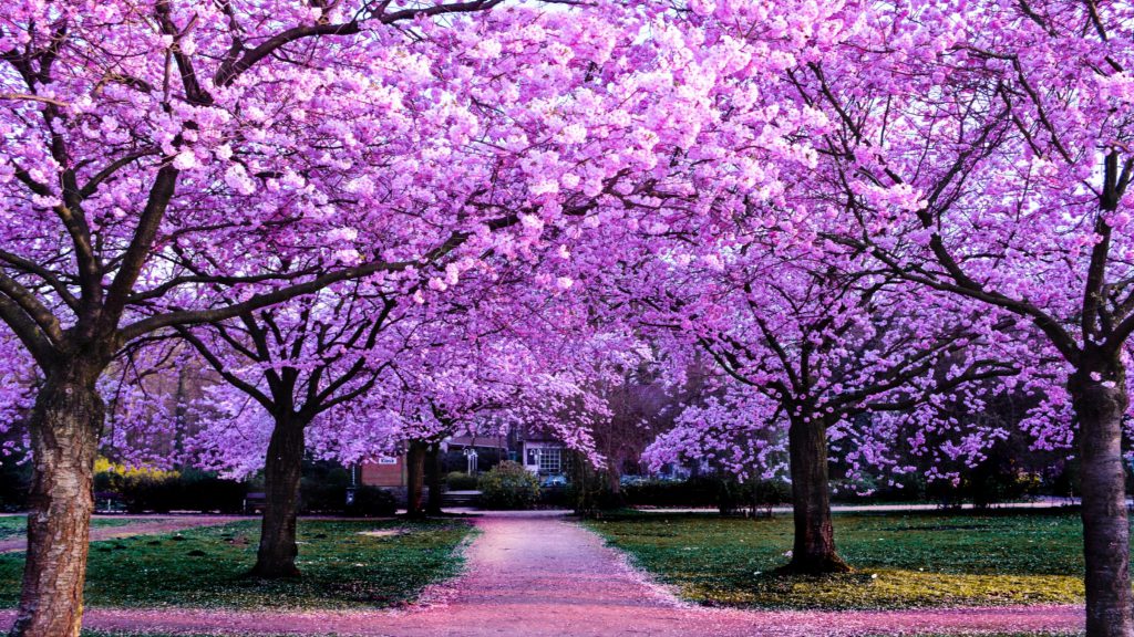 والپیپر شکوفه های صورتی درختان گیلاس