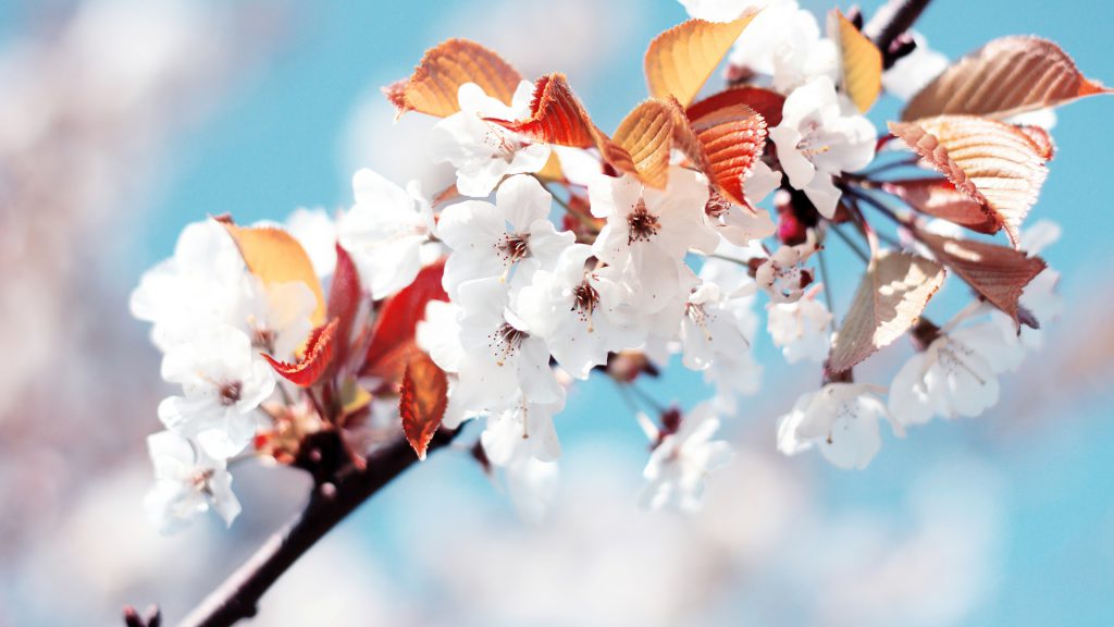 والپیپر فول اچ دی شکوفه های سفید گیلاس