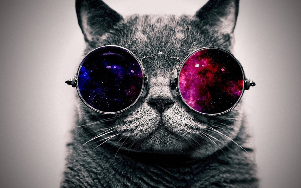 والپیپر گربه بانمک عینکی
