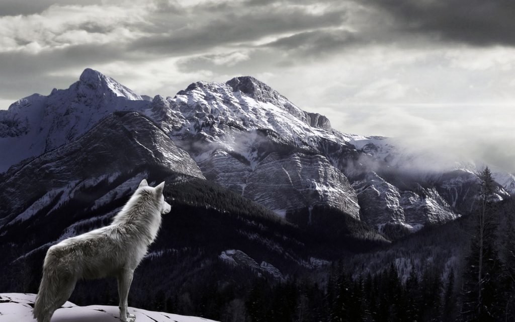 پس زمینه سفید گرگ در کوهستان