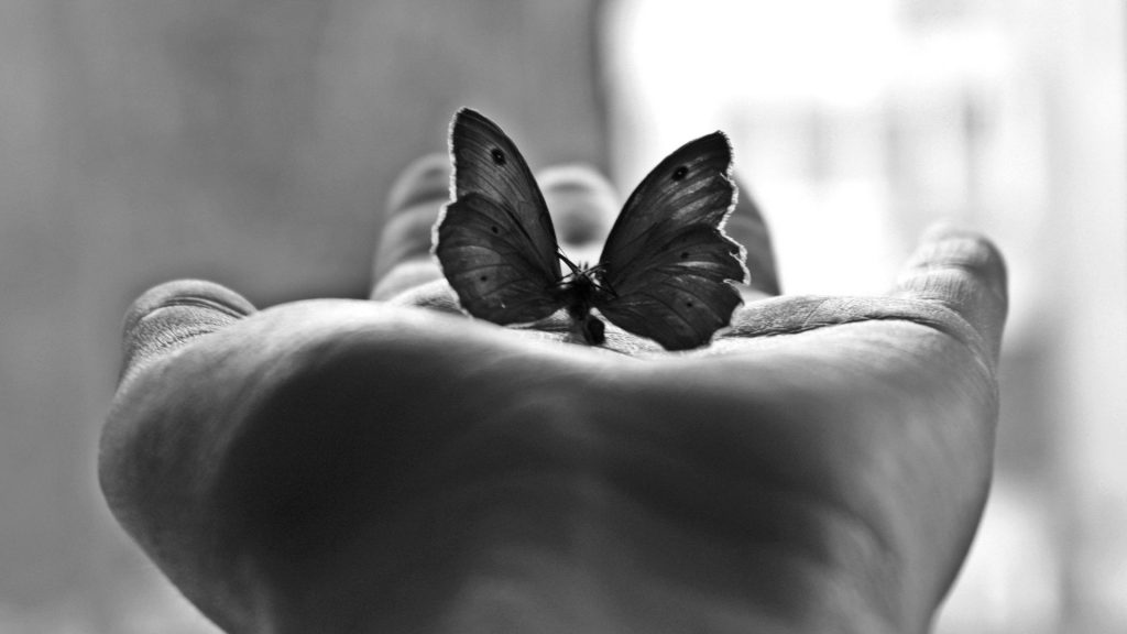 پس زمینه سیاه و سفید پروانه
