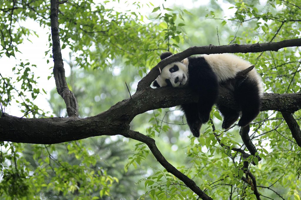 Giant Panda Rests On Tree "panda Kindergarten", A Refuge For Baby Pandas, Inside Bifengxia Giant Panda Base In Ya'an
