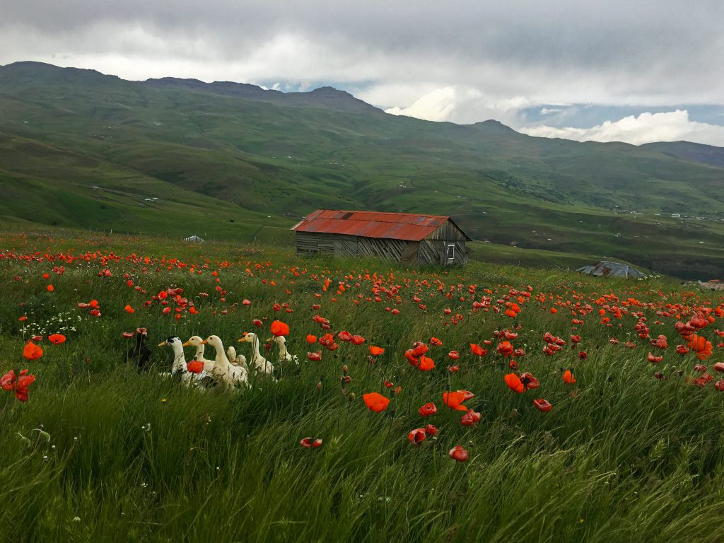 عکس طبیعت جهان