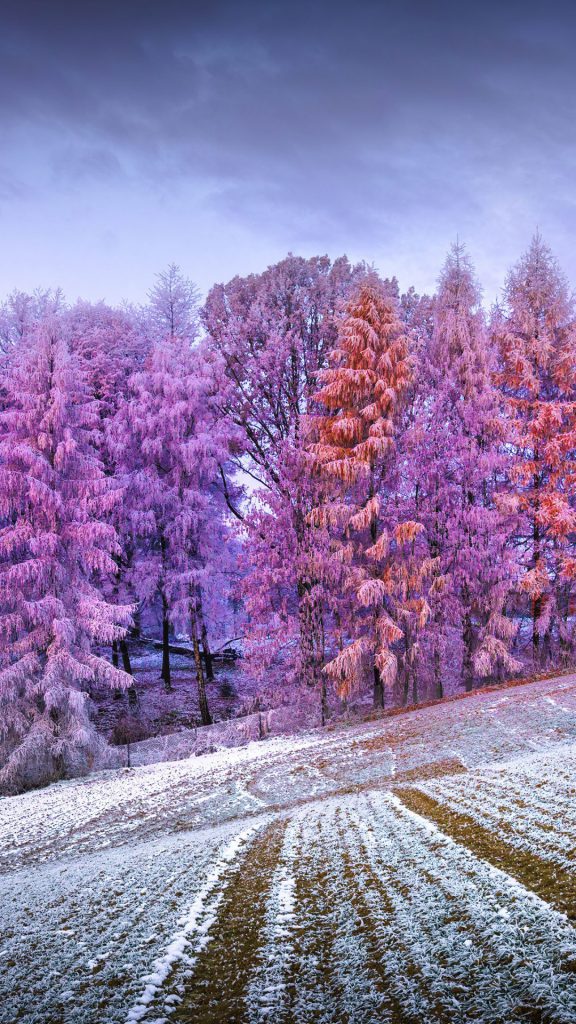 بک گراند موبایل طبیعت زمستانی و درختان
