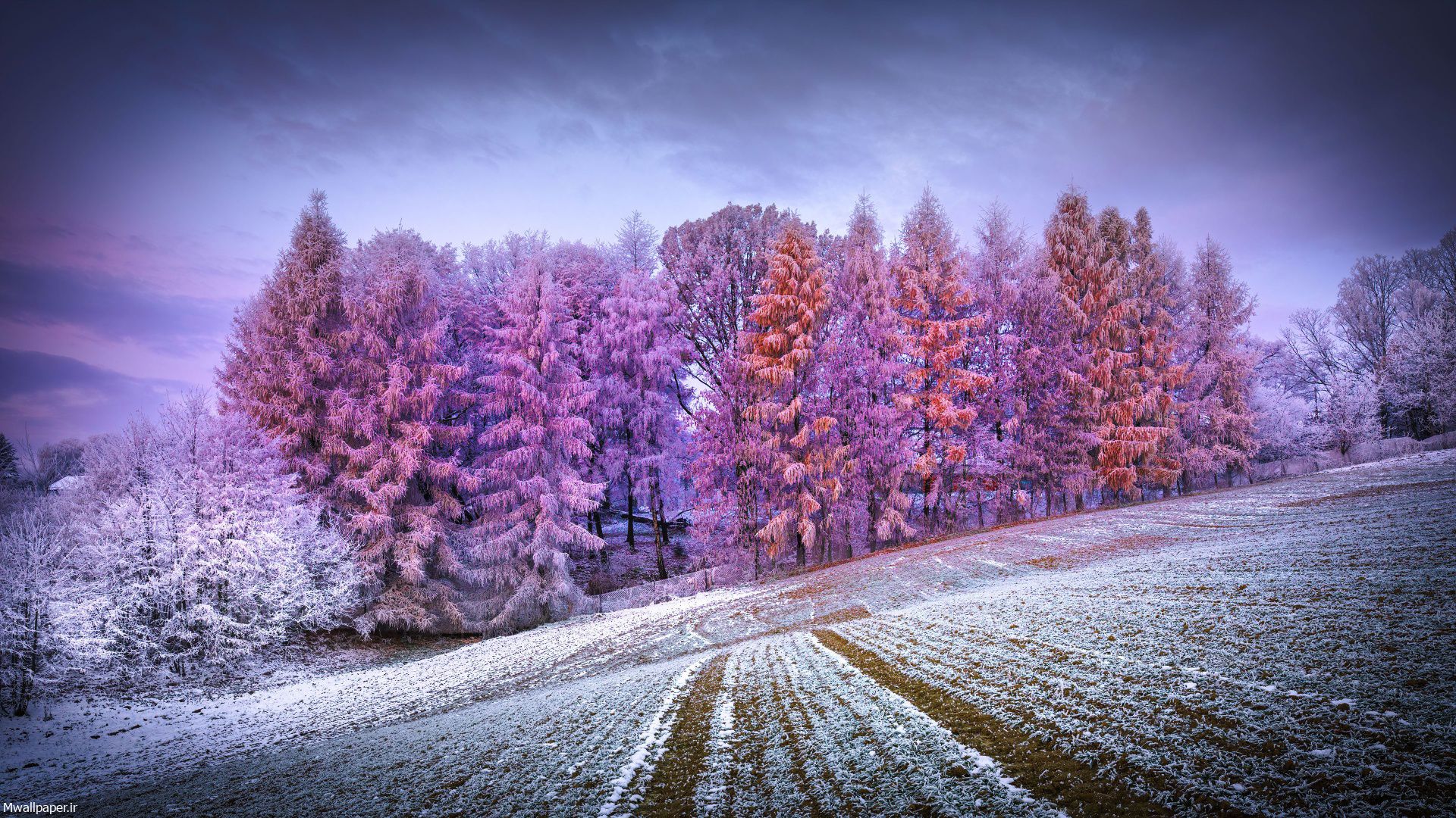 عکس با کیفیت جنگل در زمستان