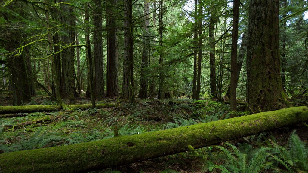 عکس با کیفیت درختان در جنگل