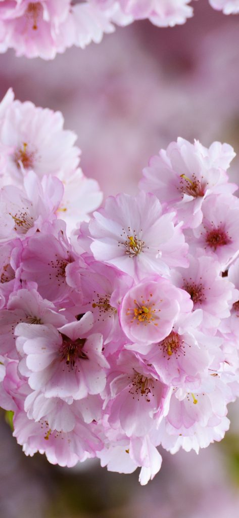 عکس با کیفیت شکوفه های گیلاس برای پس زمینه موبایل