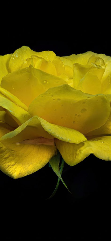 عکس با کیفیت گل رز زرد برای پس زمینه موبایل