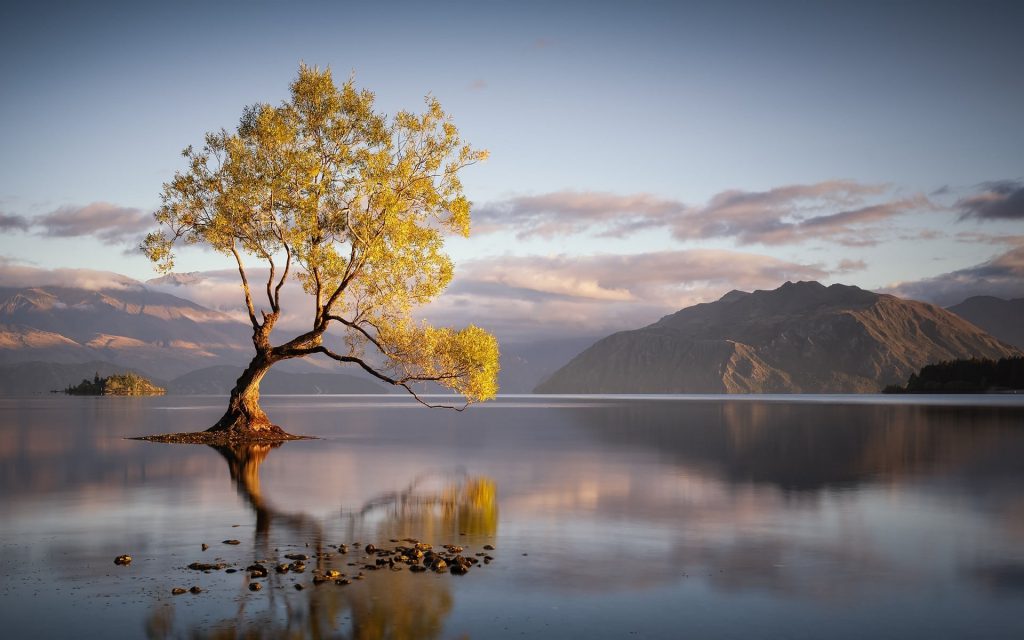 عکس باکیفیت تک درخت وسط دریا