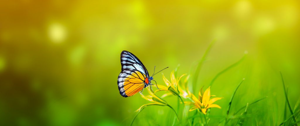 والپیپر پروانه زیبا در سایز اولترا واید