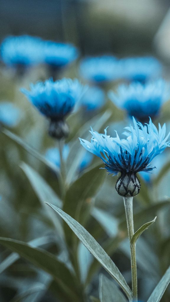 عکس پس زمینه گل های آبی