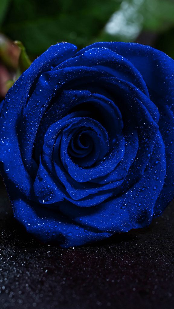 عکس گل رز آبی برای بک گراند موبایل