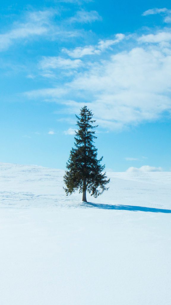 والپیپر درخت کاج در برف
