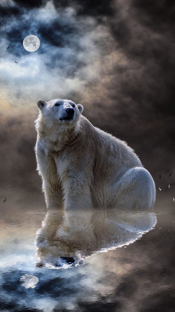 والپیپر موبایل خرس قطبی