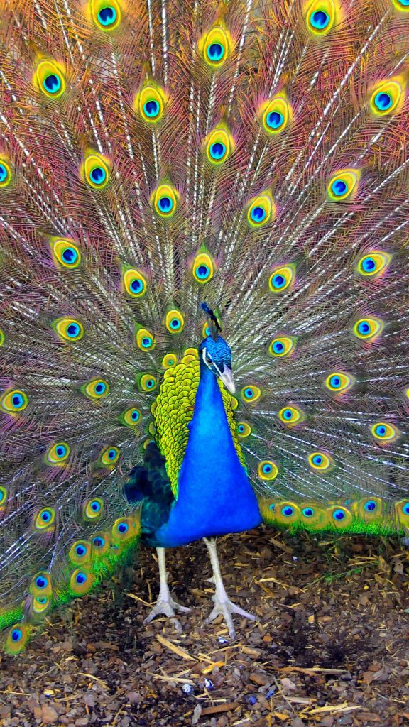 والپیپر موبایل طاووس