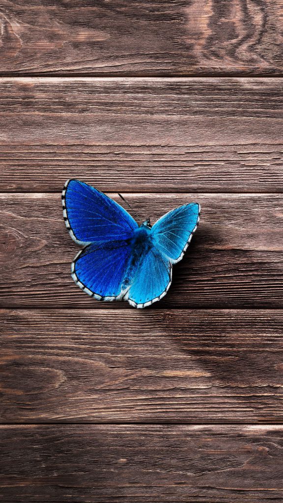 پس زمینه پروانه آبی مینیمال برای گوشی