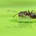 عکس پس زمینه زیبای مورچه در طبیعت و رود