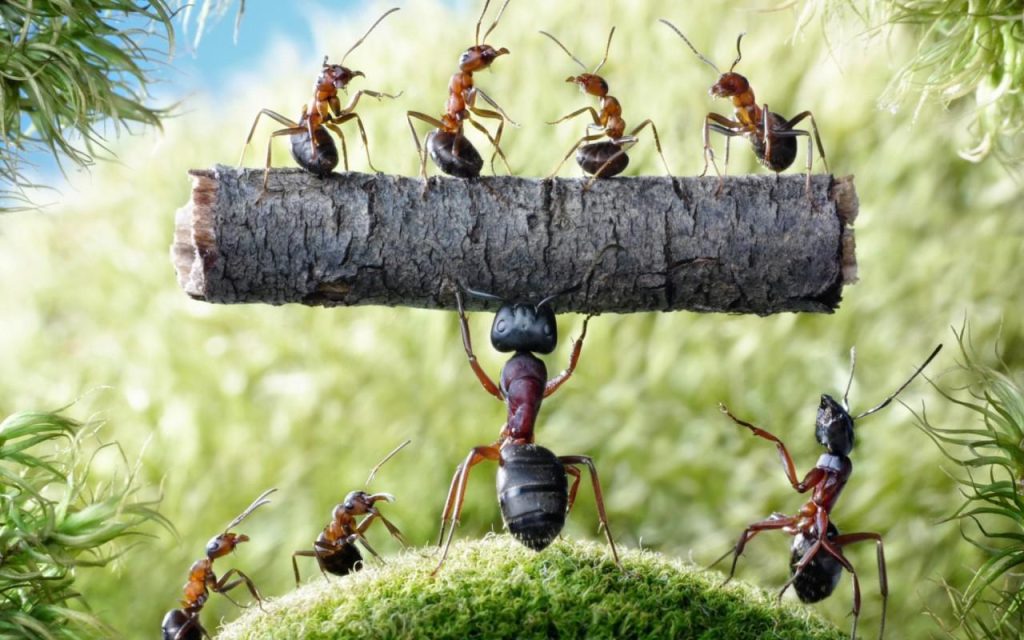 عکس باحال از کار تیمی مورچه ها برای پس زمینه