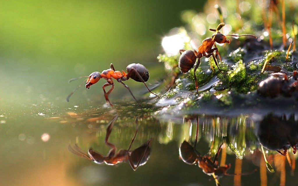 عکس باکیفیت مورچه در دریاچه