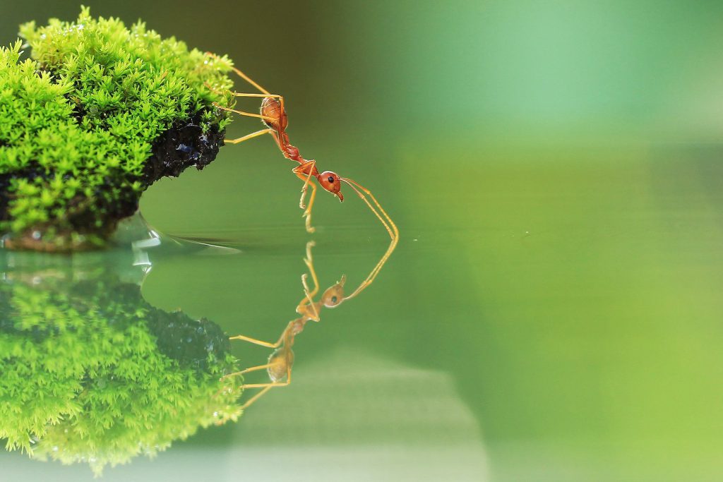 عکس باکیفیت مورچه روی آب