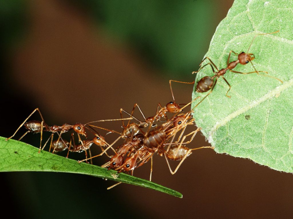 عکس مورچه از نزدیک