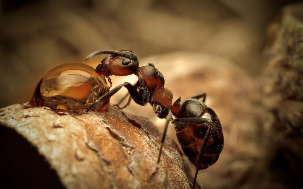 عکس مورچه ملکه واقعی برای بک گراند