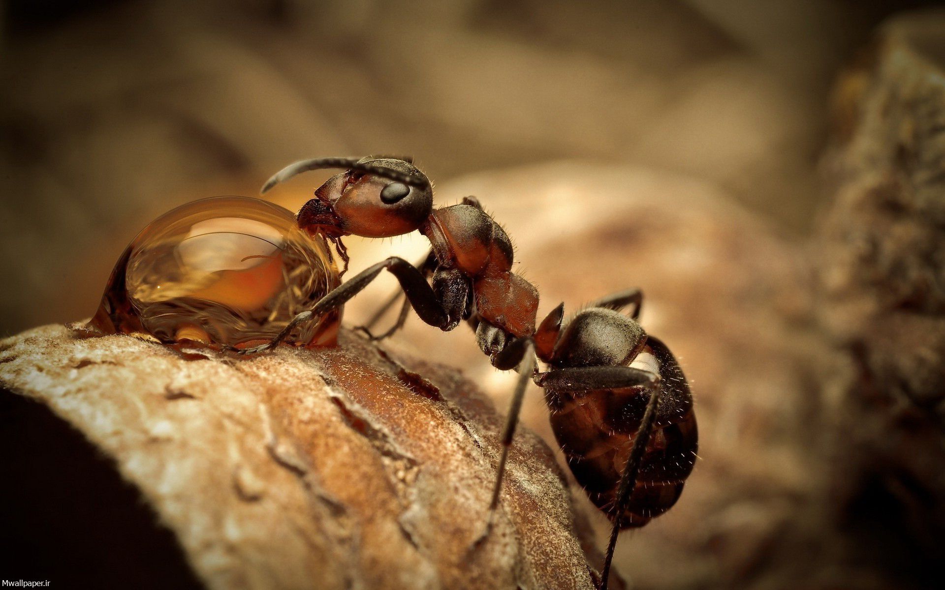 عکس مورچه ملکه واقعی برای بک گراند
