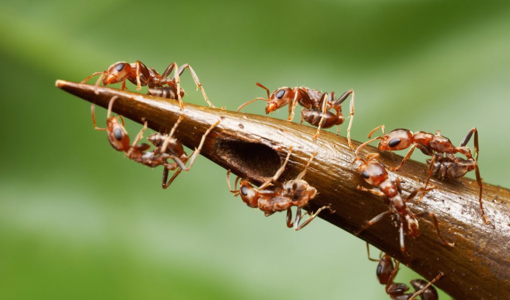عکس مورچه واقعی برای پس زمینه