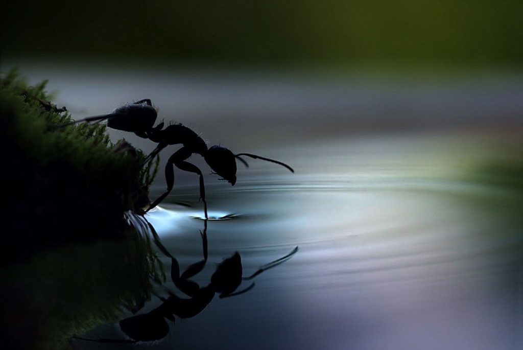 عکس پس زمینه مورچه روی آب