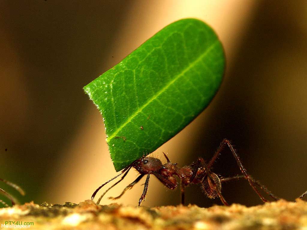 مورچه در حال بردن برگ درخت
