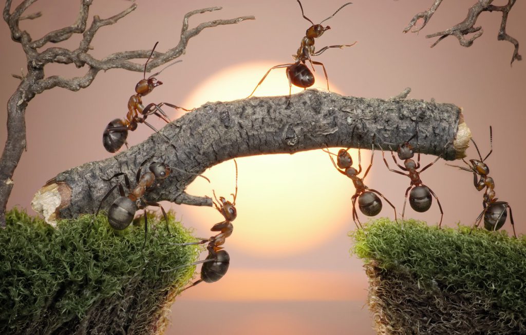 والپیپر باکیفیت مورچه ها در حال کار تیمی