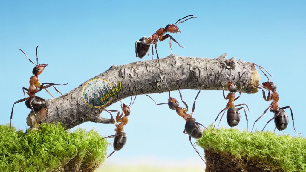 والپیپر باکیفیت کار تیمی مورچه ها