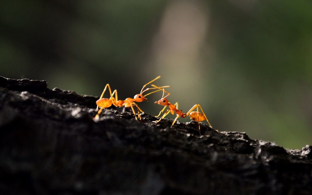 والپیپر مورچه ها