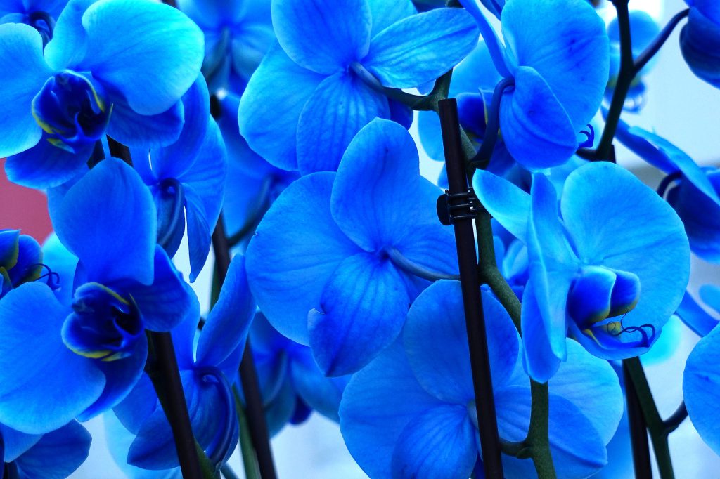 والپیپر گل ارکیده آبی