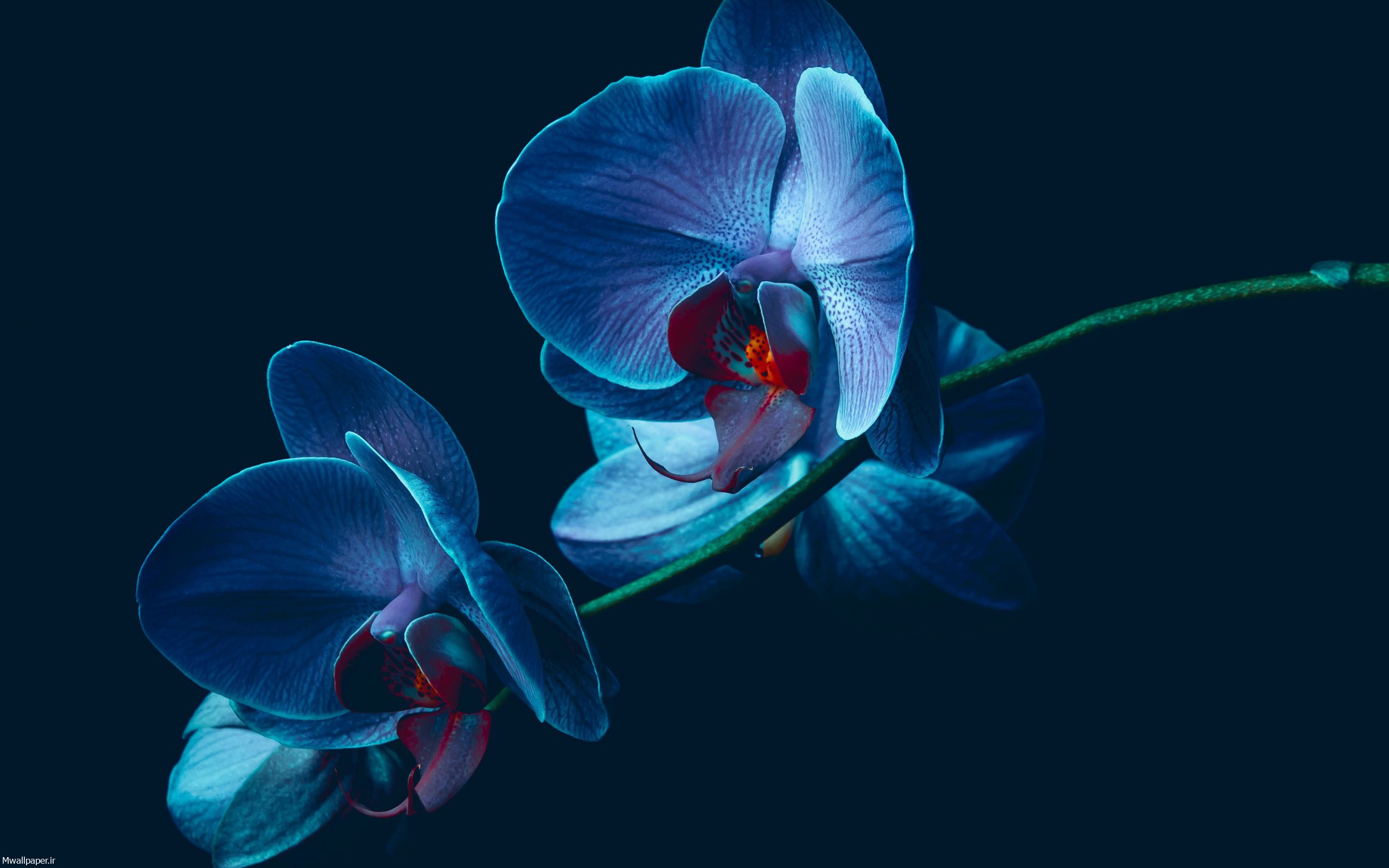 والپیپر گل ارکیده آبی رنگ ناز