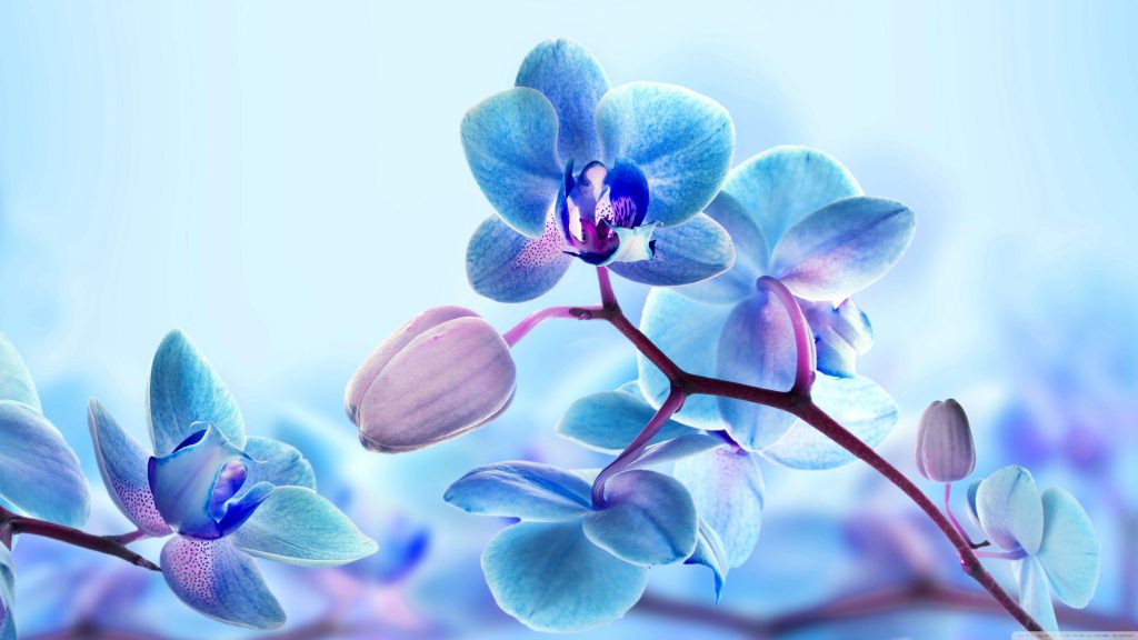 پس زمینه گل ارکیده آبی