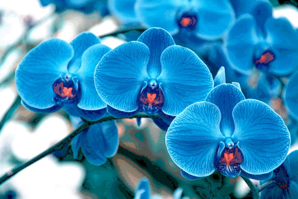 گل های ارکیده آبی