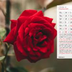 والپیپر تقویم شهریور 1403 با عکس گل رز قرمز